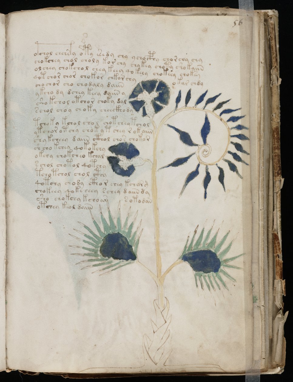 Manuscrit Voynich folio 56r, vers 1500 - Unbekannt