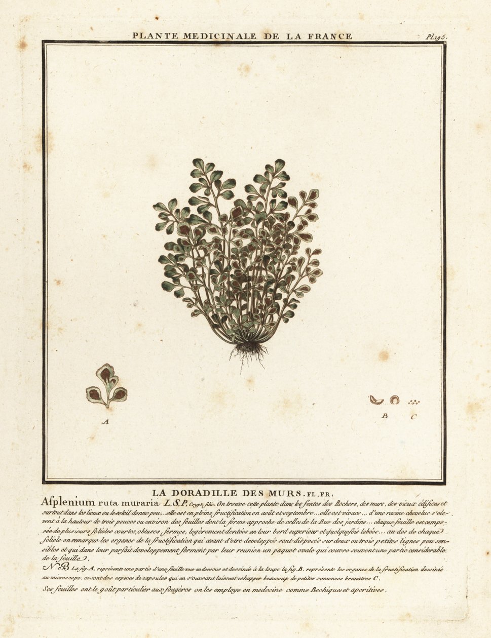 Rue des murailles, Asplenium ruta-muraria - Unbekannter Künstler