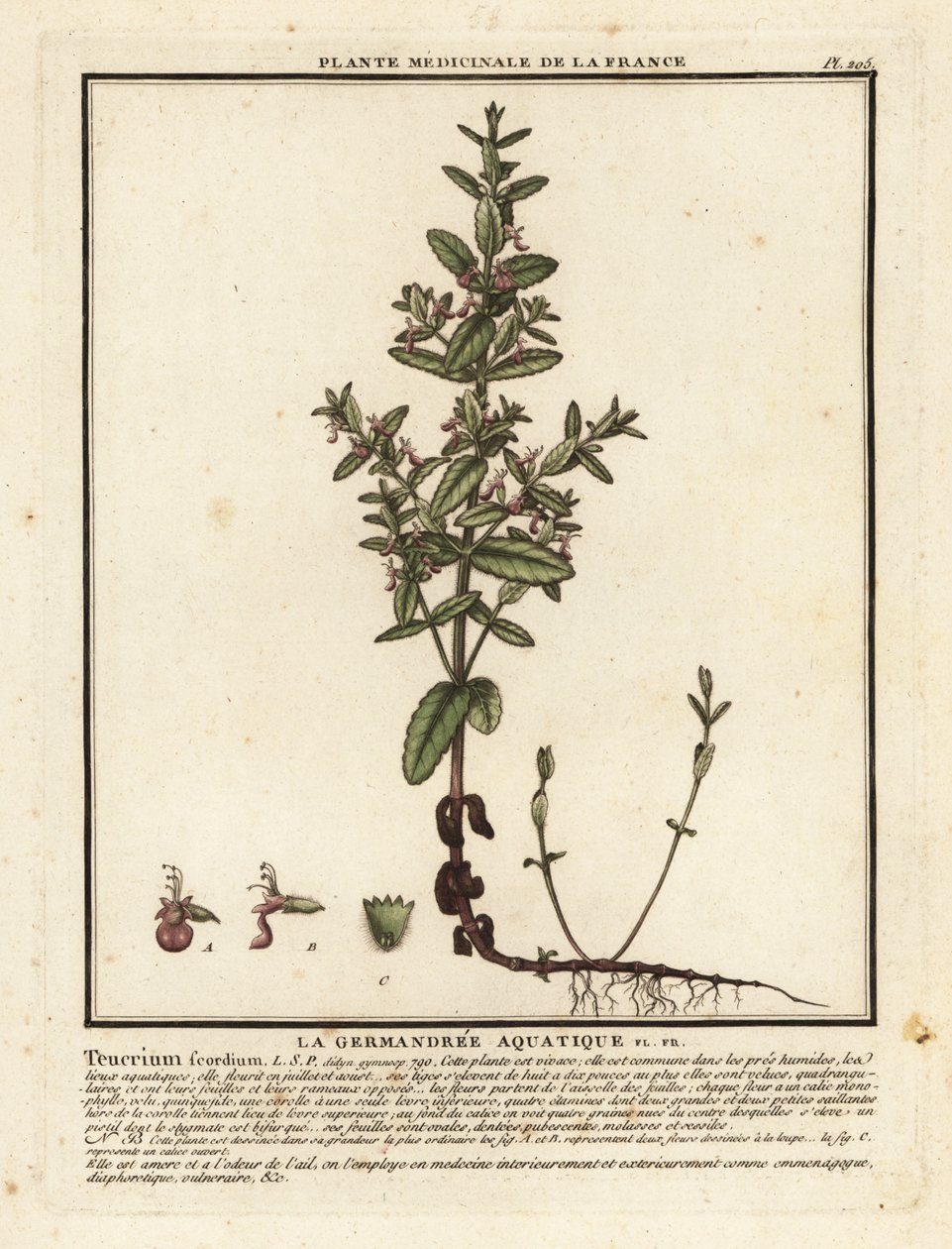 Germandrée des marais, Teucrium scordium - Unbekannter Künstler
