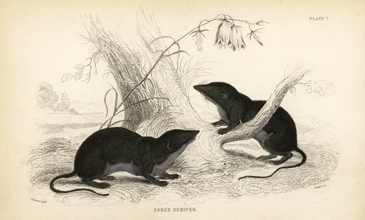 Musaraigne aquatique, Neomys fodiens (Sorex remifer, Sorex fodiens) - Unbekannter Künstler