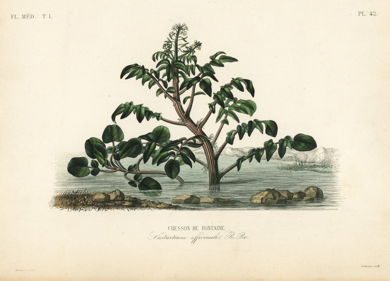 Cresson de fontaine, Nasturtium officinale - Unbekannt