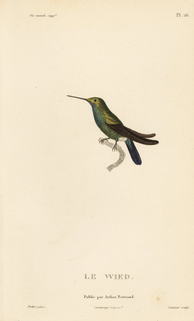 Colibri de Wed ou de Neuwied, Trochilus cyanogenys ou Ornismya wiedii. Gravure sur acier coloriée à la main par Coutant d