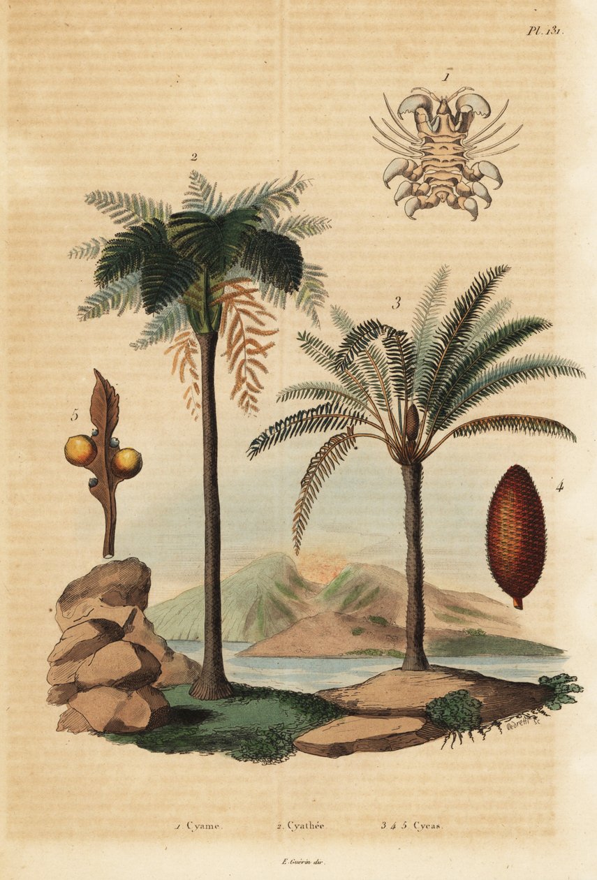 Pou de baleine, Cyamus ovalis 1, fougère arborescente des Antilles, Cyathea arborea 2, et palmier sagoutier japonais, Cycas revoluta 3-5 - Unbekannt