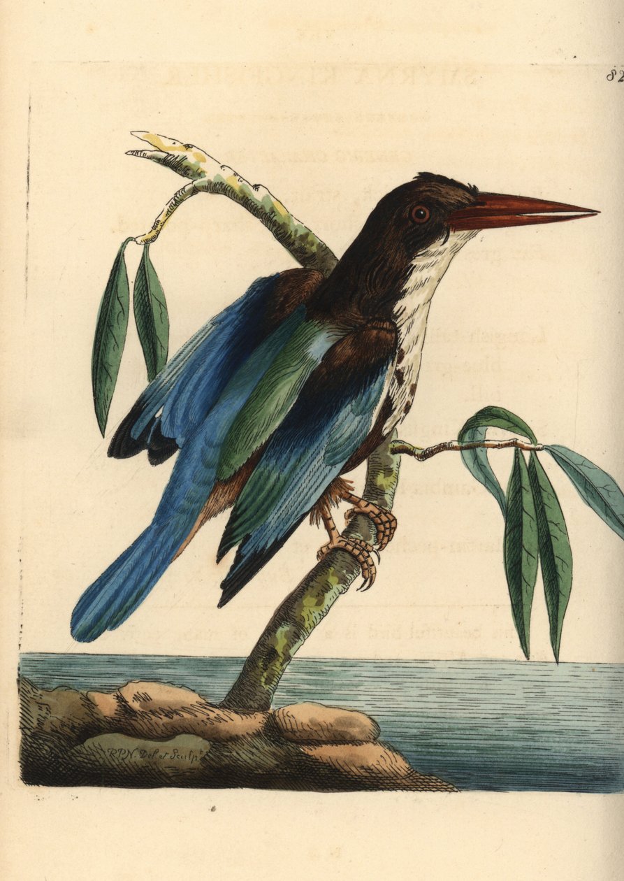 Martin-pêcheur à gorge blanche, Halcyon smyrnensis (martin-pêcheur de Smyrne, Alcedo smyrnensis). Illustration dessinée et gravée par Richard Polydore Nodder. Gravure en cuivre colorée à la main tirée de « The Naturalist