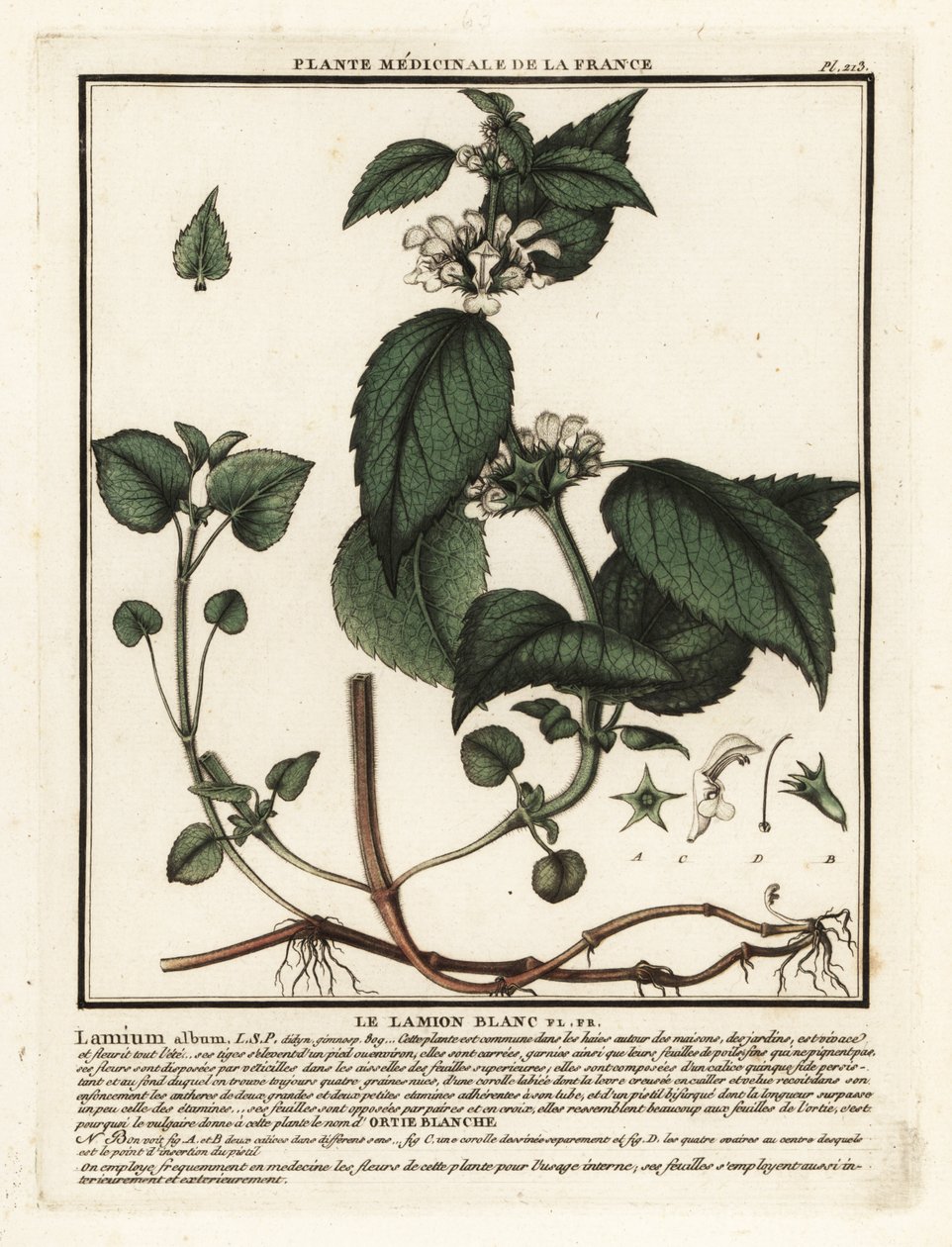 Lamier blanc, Lamium album - Unbekannter Künstler
