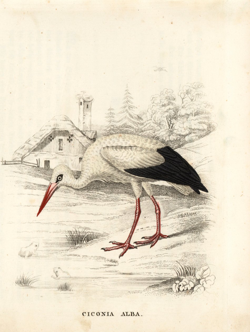 Cigogne blanche, Ciconia ciconia (Ciconia alba). Gravure sur acier colorée à la main de la Galerie d