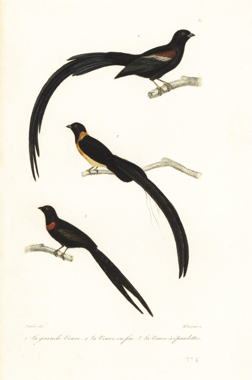 Veuves et oiseaux veuves - Unbekannter Künstler
