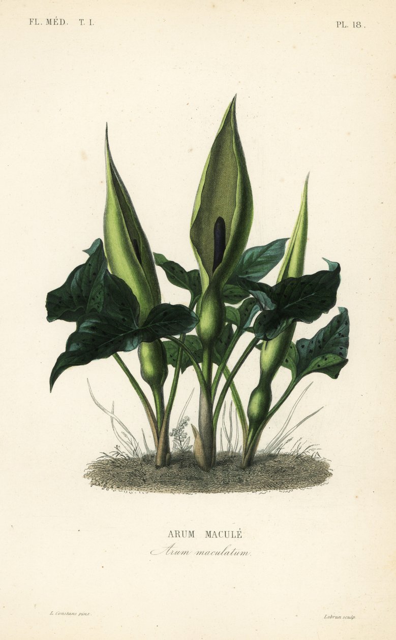 Arum maculé, Arum maculatum - Unbekannt