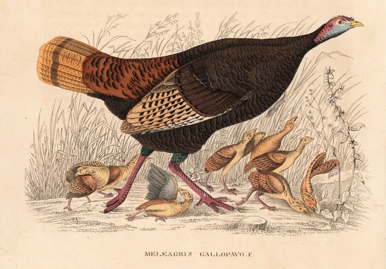 Dinde sauvage, Meleagris gallopavo, poule avec poussins. Lithographie en couleur de la Galerie d