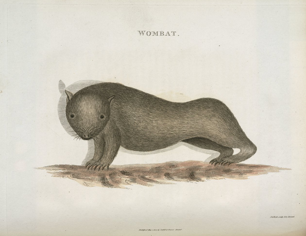 Wombat, Australie, vers 1798 - Unbekannt