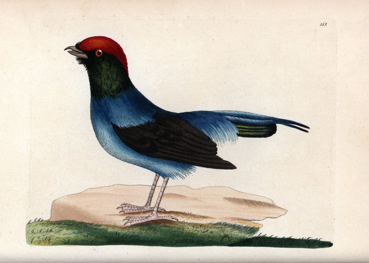 Manakin merveilleux (Chiroxiphia linearis). Illustration non signée (George Shaw et Frederick Nodder). Lithographie dans The Naturalist