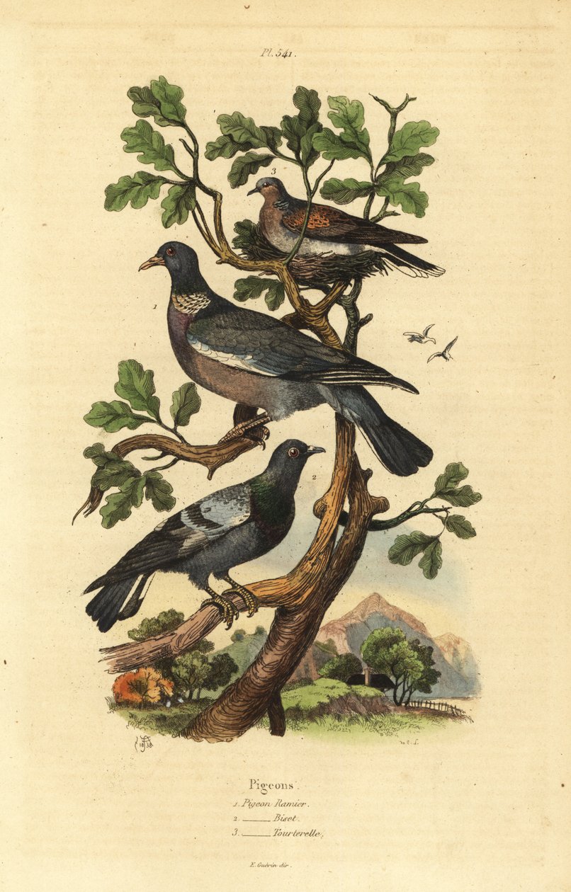 Pigeon ramier, Columba palumbus, pigeon biset, Columba livia, et tourterelle, Streptopelia risoria - Unbekannt