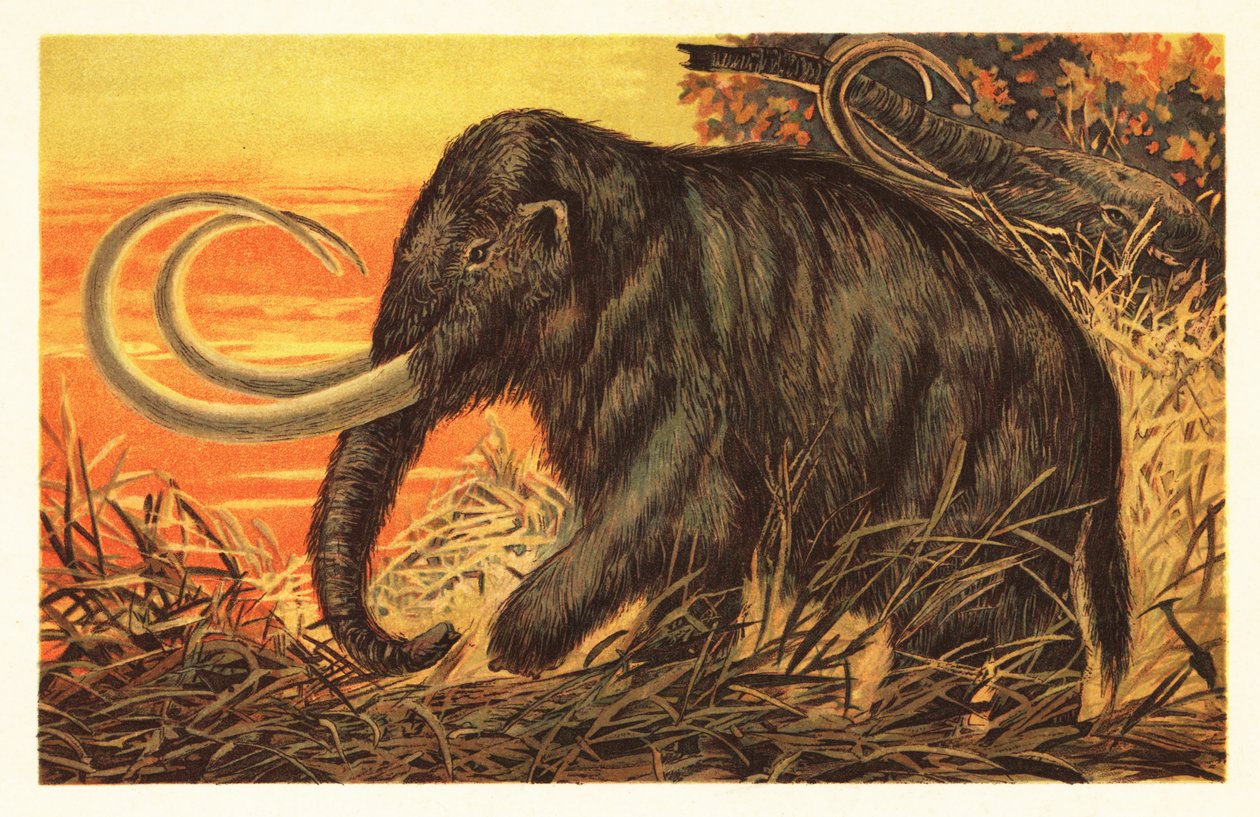 Mammouth laineux, Mammuthus primigenius - Unbekannter Künstler