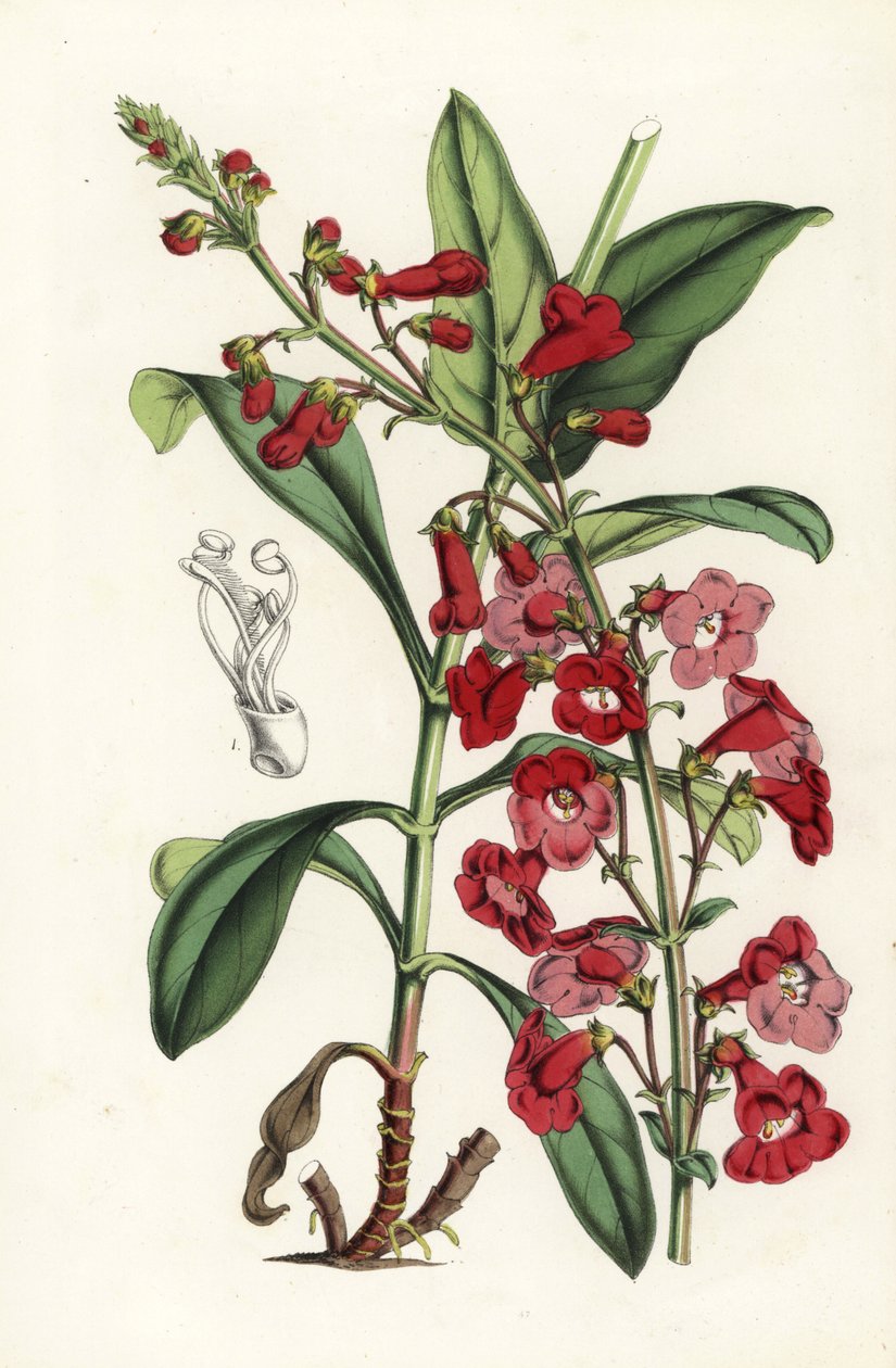 Penstémon de Wright, Penstemon wrightii - Unbekannter Künstler