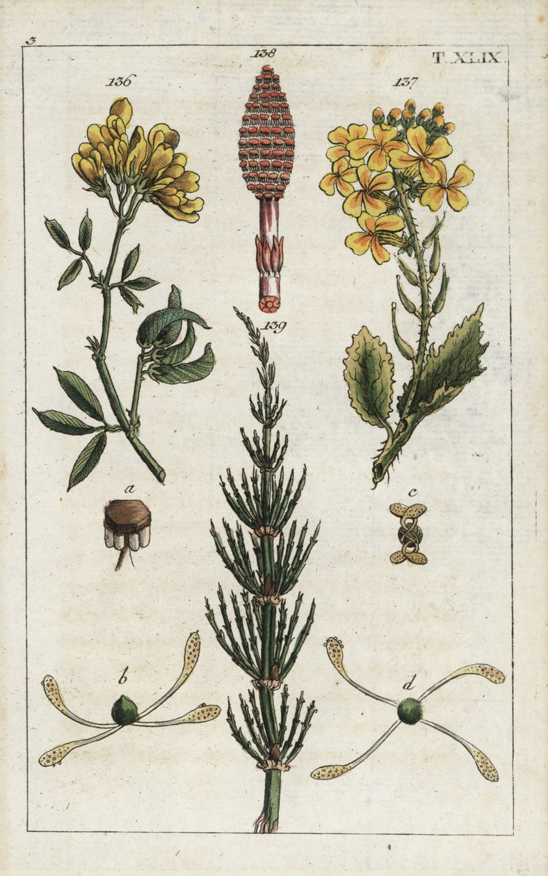Luzerne jaune (alfalfa), Medicago falcata 136, radis sauvage (ravenelle), Raphanus raphnistrum 137, et prêle des champs, Equisetum arvense 138/139 - Unbekannter Künstler