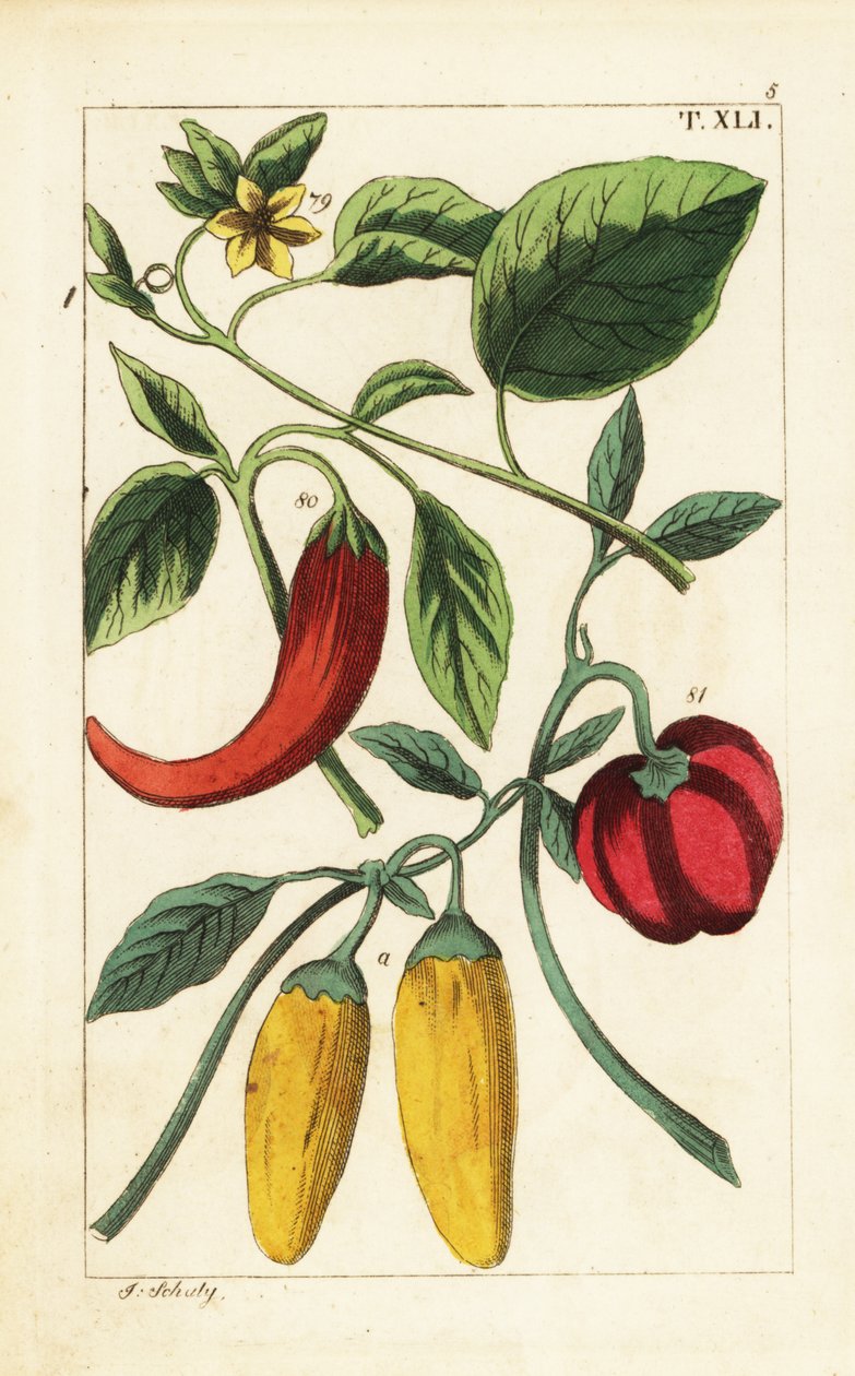 Poivrons jaunes et rouges, Capsicum annuum - Unbekannter Künstler