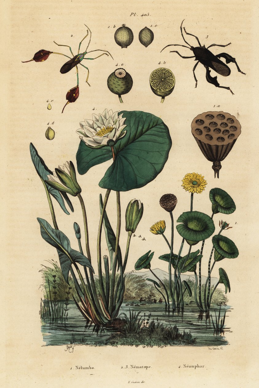 Lotus jaune, Nelumbo lutea 1, punaises à pattes feuillues, Anisoscelis foliaceus 2 et Anoplocnemis curvipes 3, et nénuphar blanc, Nymphaea alba 4 - Unbekannt