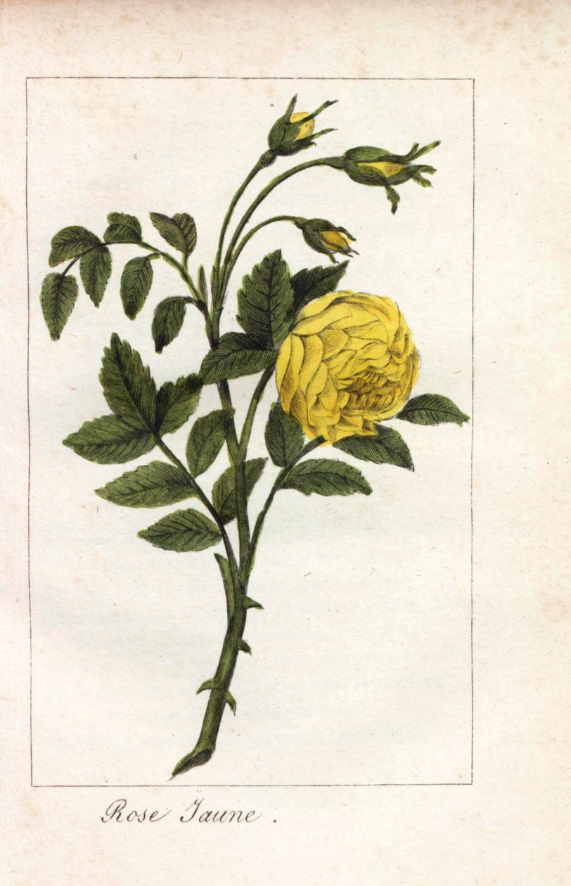 Rose jaune, Rosa lutea. Gravure sur cuivre coloriée à la main d