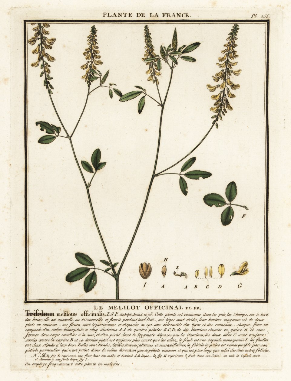 Mélilot jaune, Melilotus - Unbekannter Künstler