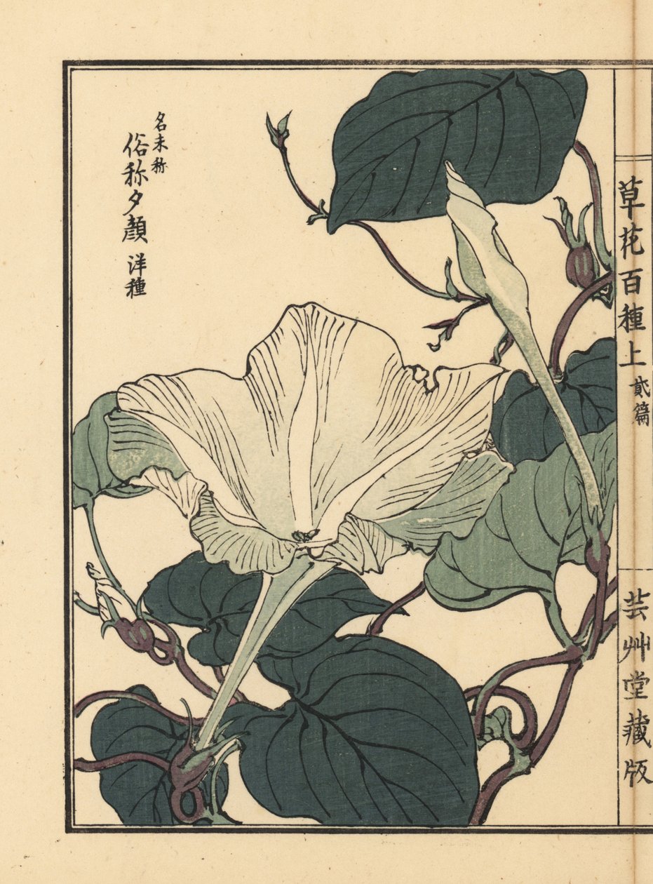 Yuugao, hyoutan, fleur de calebasse ou gourde, Lagenaria siceraria. De Kusa Bana Hyakushu (Cent Variétés de Fleurs), Tokyo, Yamada - Unbekannter Künstler