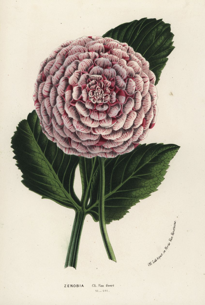 Dahlia hybride Zenobia, Dahlia coccinea. De Flore des Serres et des Jardins de l