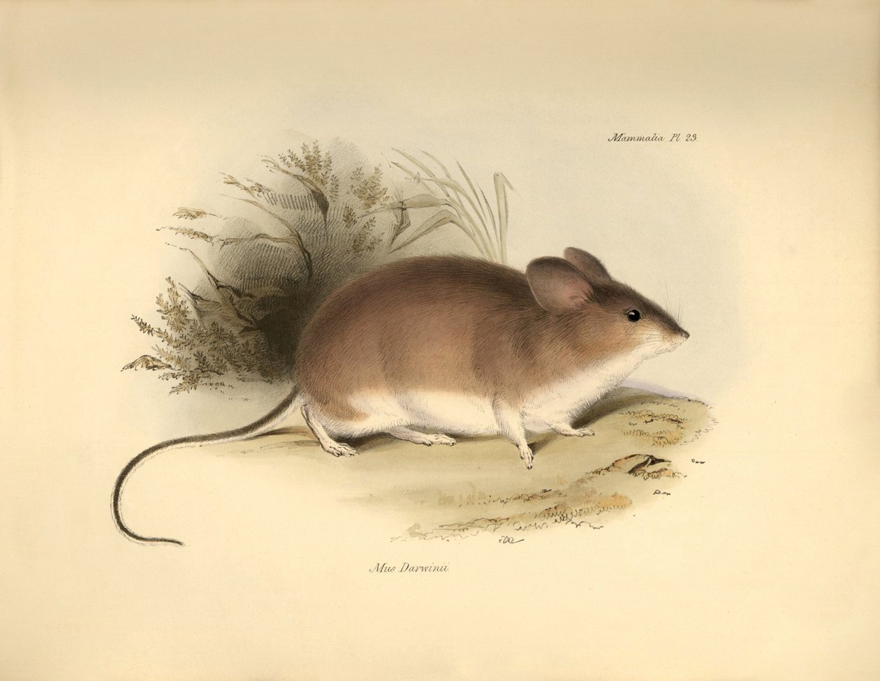 Zoologie : Le "Mud Darwinii" ou souris décrit par Charles Darwin lors de son voyage d