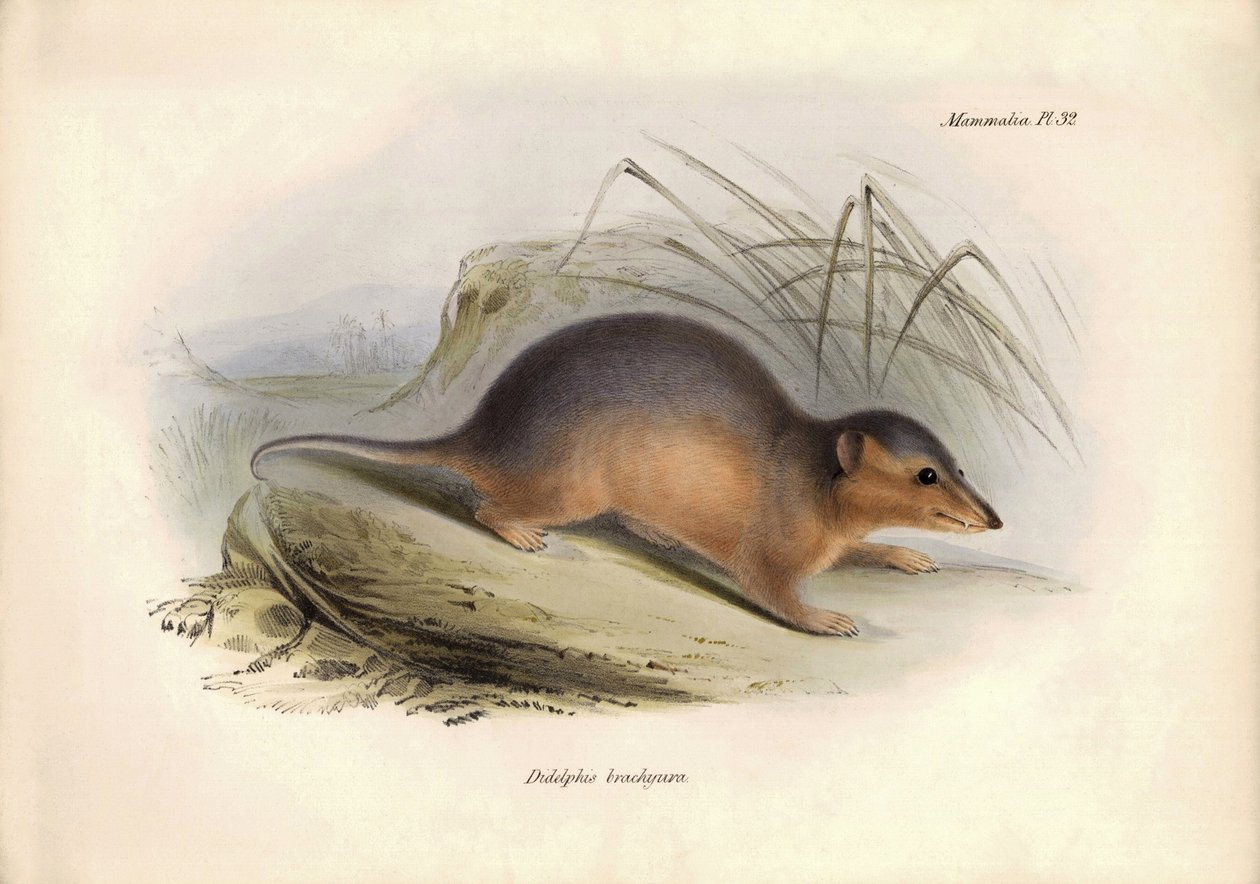 Zoologie : Le « Didelphis brachiura » de la famille des opossums décrit par Charles Darwin lors de son voyage d