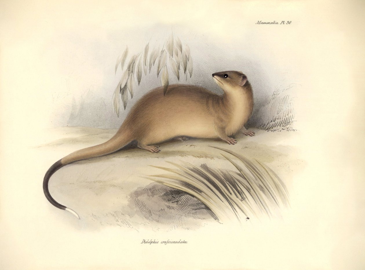 Zoologie : Le « Didelphis crassicaudata » de la famille des opossums décrit par Charles Darwin lors de son voyage d