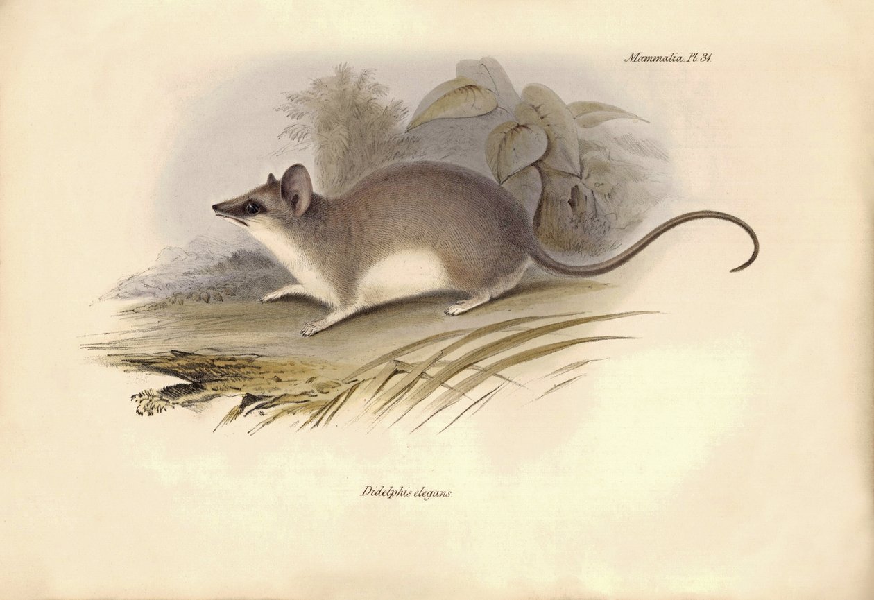 Zoologie : Le « Didelphis elegans » de la famille des opossums décrit par Charles Darwin lors de son voyage d
