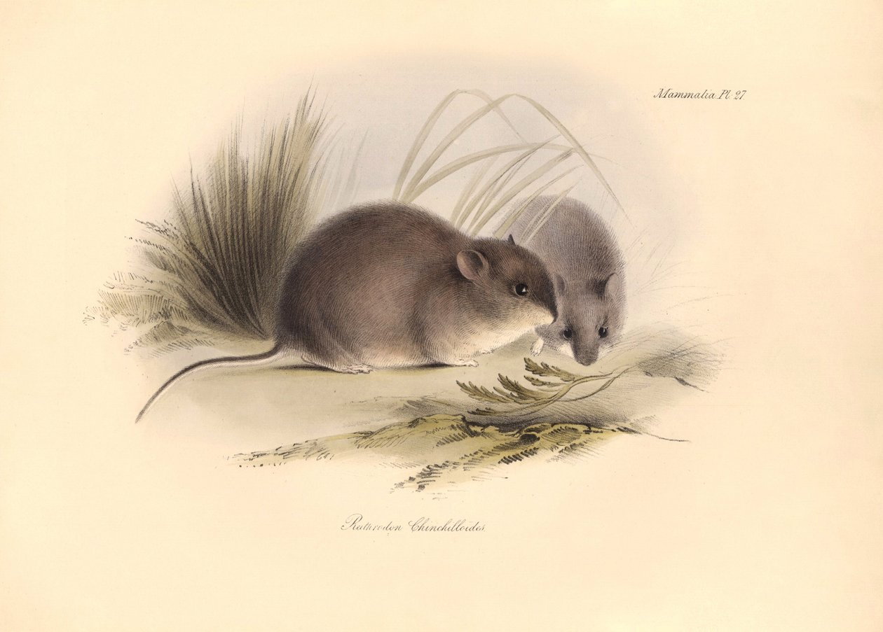 Zoologie : Le « Reithrodon Chinchilloides » ou chinchilla de Patagonie décrit par Charles Darwin lors de son voyage d