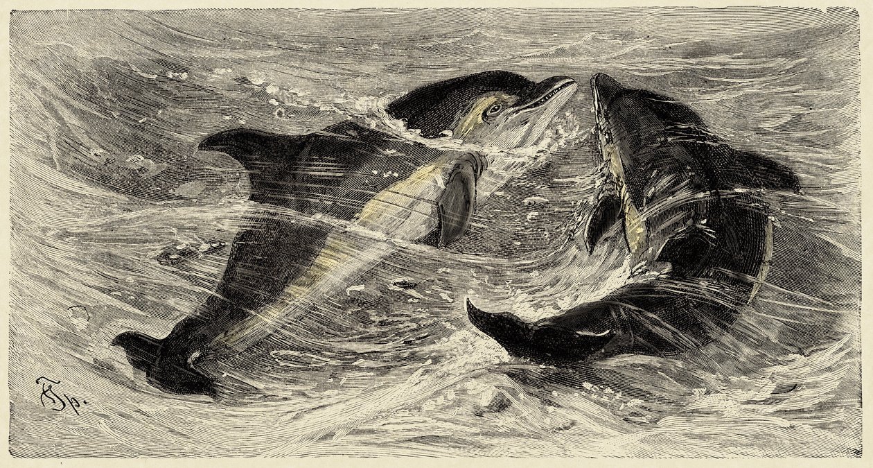Zoologie : dauphins (delphinus delphis) décrits et illustrés par Carlo Vogt et Federico Specht dans "Histoire naturelle illustrée : mammifères" 1884 - Unbekannter Künstler