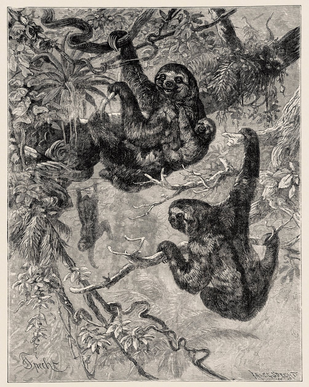 Zoologie : paresseux (Ai - Bradypus tridactylus) décrit et illustré par Carlo Vogt et Federico Specht dans « Histoire Naturelle Illustrée : Mammifères » 1884 - Unbekannter Künstler