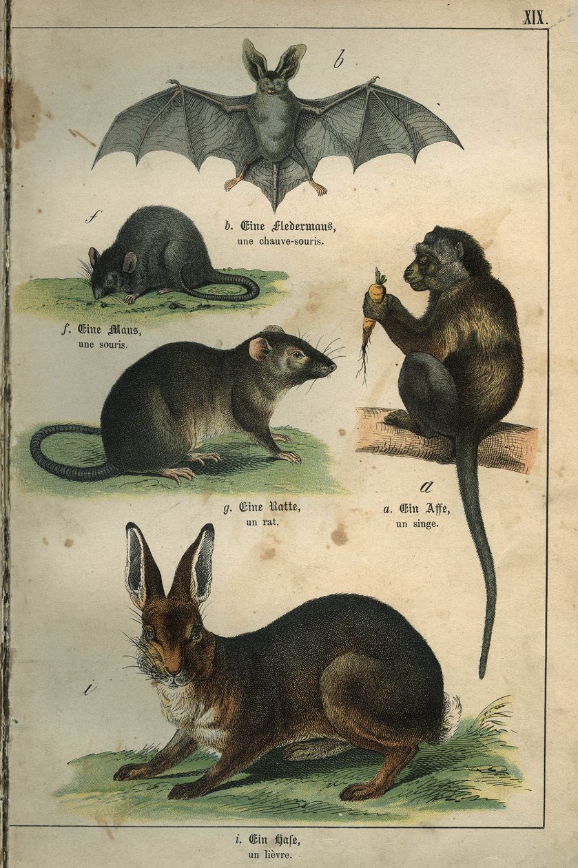 Zoologie : représentation d