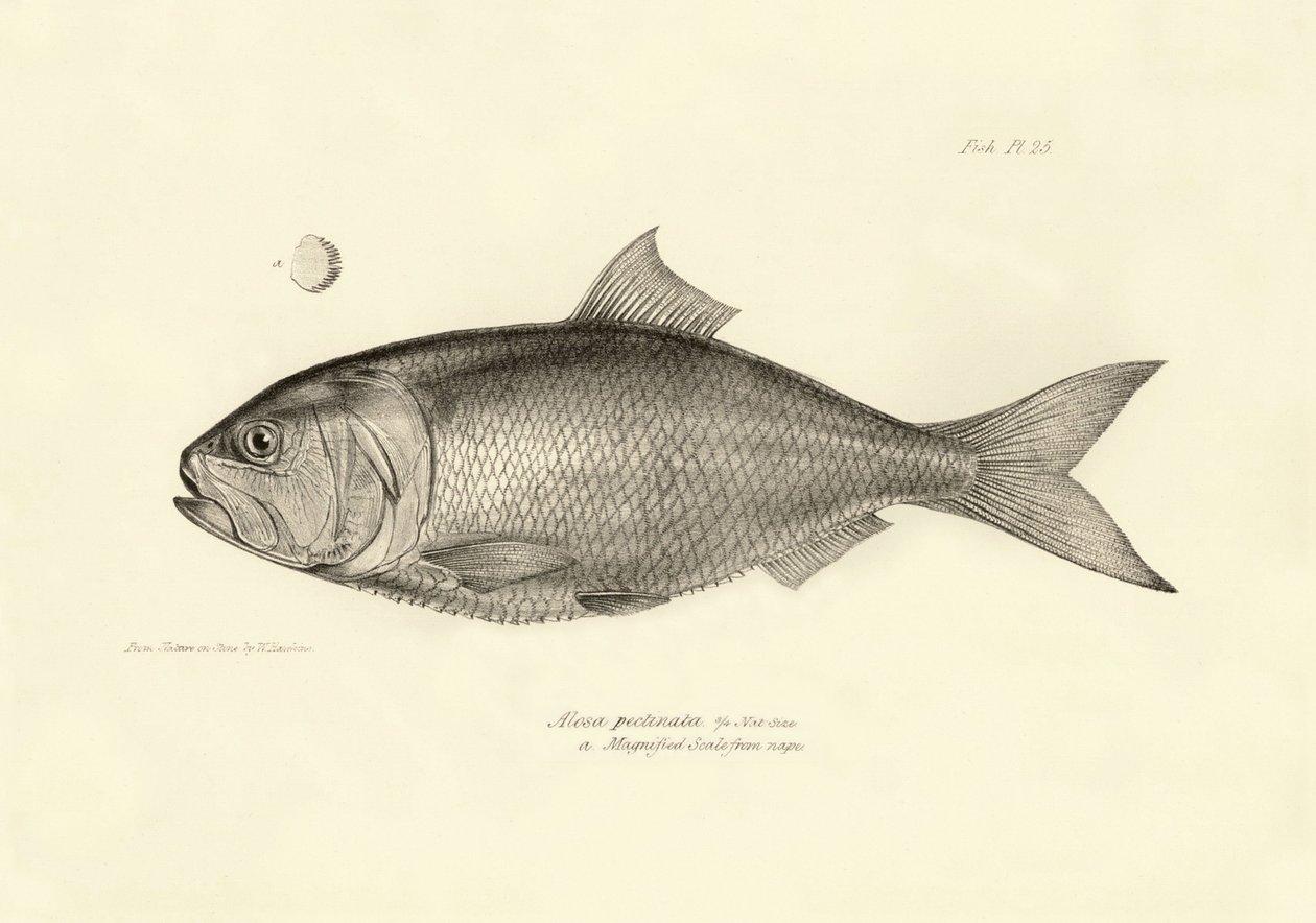 Zoologie : représentation du poisson "Alosa pectinata" décrit par Charles Darwin lors de son voyage à bord du Beagle. Planche de "The zoology of the voyage of H.M.S. Beagle under the command of Captain Fitzroy" - Unbekannter Künstler