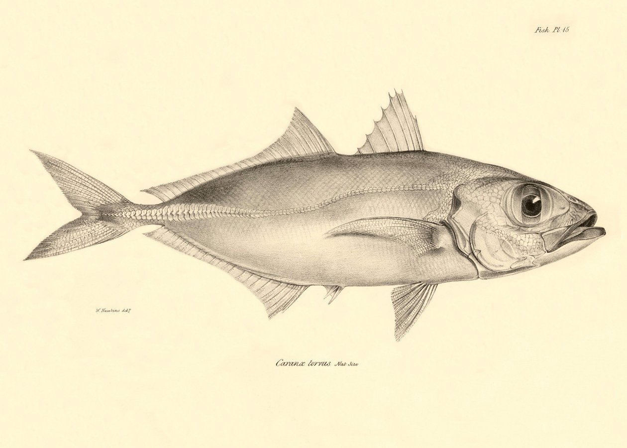 Représentation du poisson Caranx torvus décrit par Charles Darwin lors de son voyage à bord du Beagle. Planche de The zoology of the voyage of H.M.S. Beagle sous le commandement du capitaine Fitzroy pendant les années 1832-1836 - Unbekannter Künstler