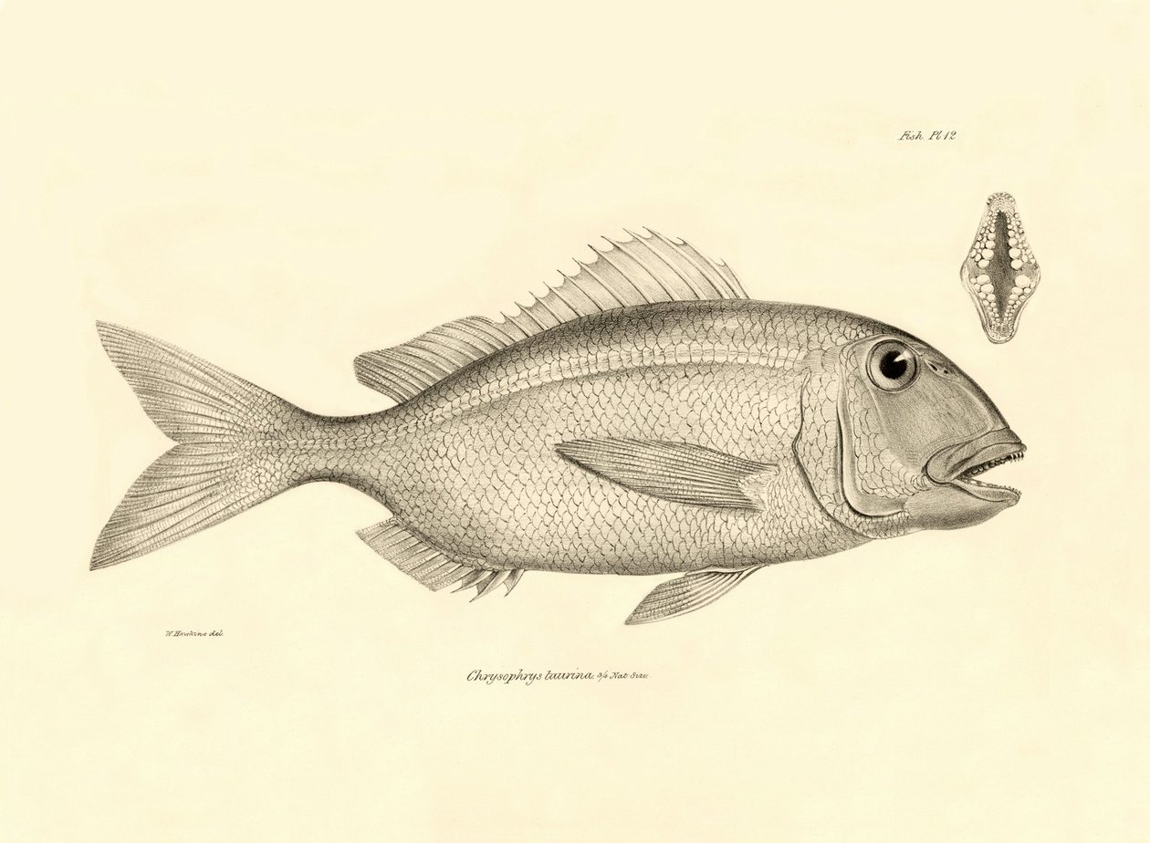 Zoologie: représentation du poisson Chrysophrys taurina décrit par Charles Darwin lors de son voyage à bord du Beagle. Planche de The zoology of the voyage of H.M.S. Beagle sous le commandement du capitaine Fitzroy pendant les années 1832-1836 - Unbekannter Künstler
