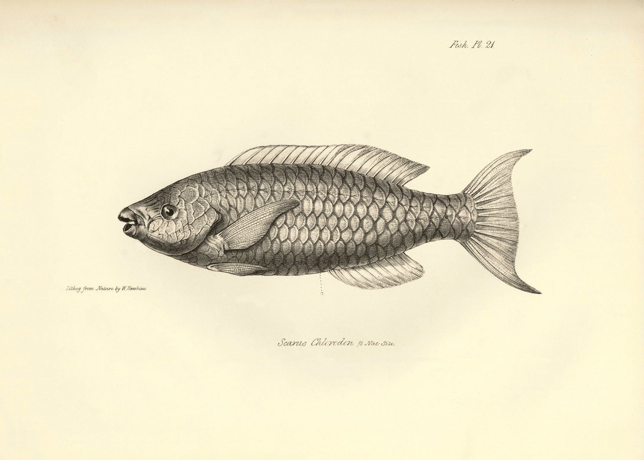 Zoologie : représentation du poisson "Scarus Chlorodon" décrit par Charles Darwin lors de son voyage à bord du Beagle. Planche de "The zoology of the voyage of H.M.S. Beagle under the command of Captain Fitzroy" - Unbekannter Künstler