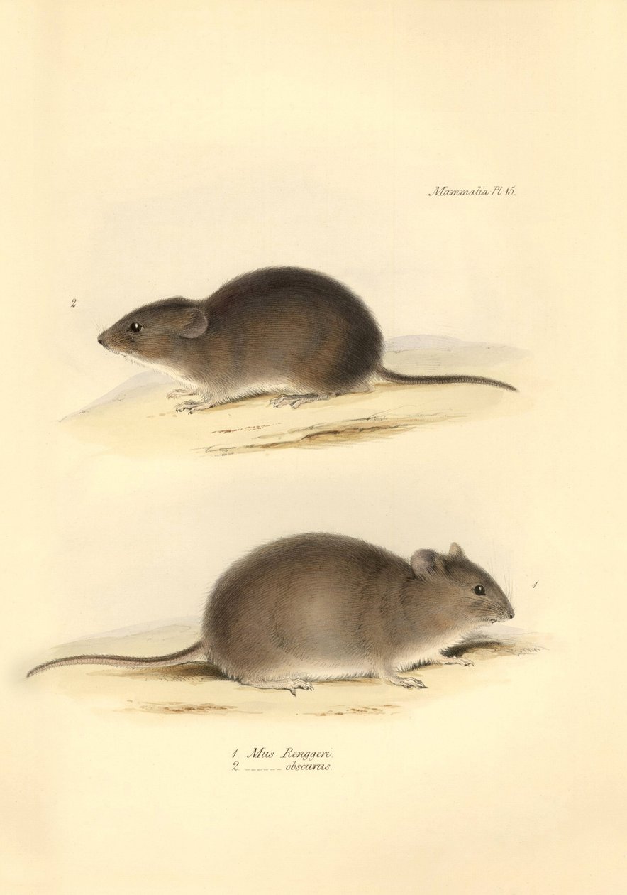 Zoologie : le « Mus Renggeri » et le « Mus obscurus » (rats) décrits par Charles Darwin lors de son voyage d