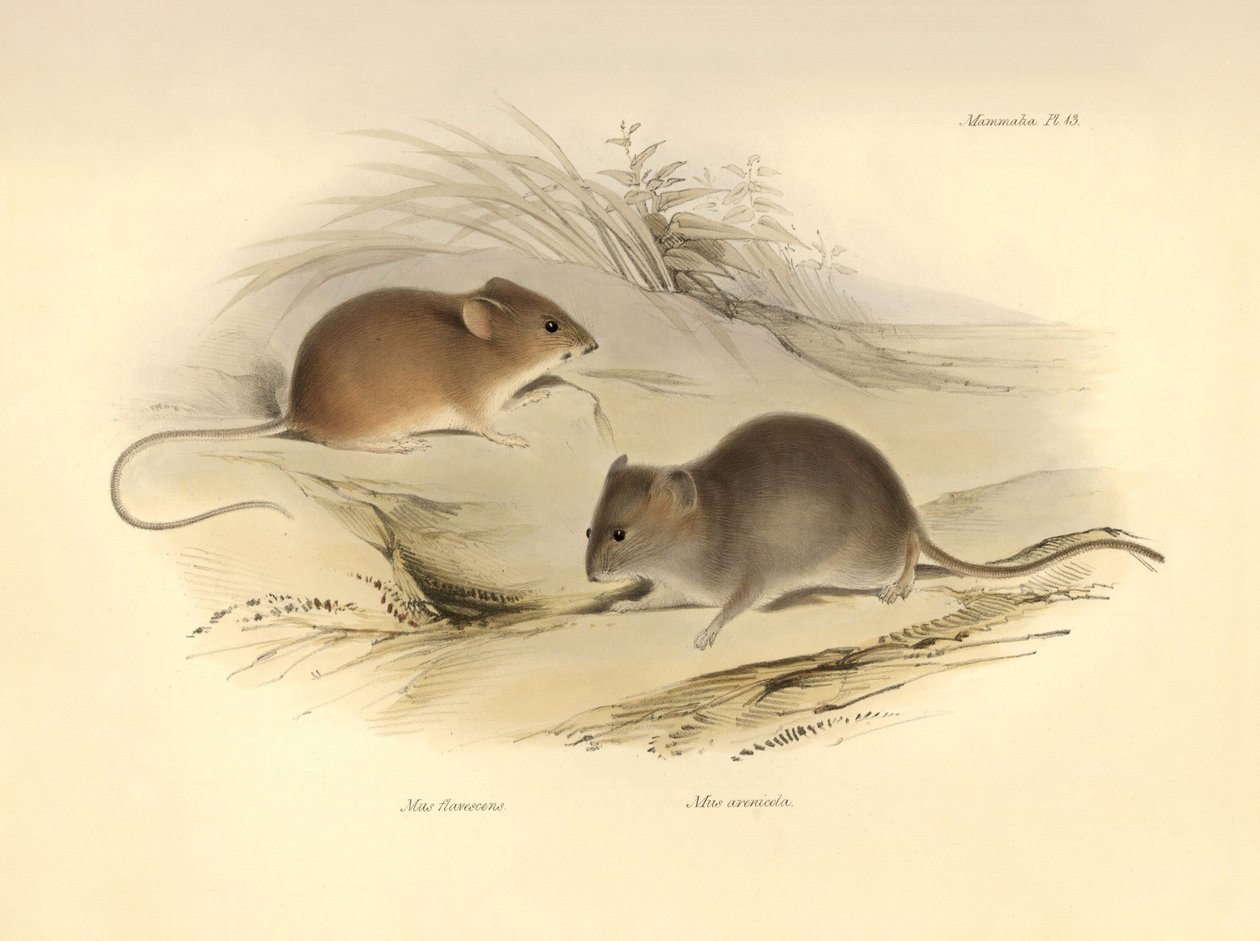 Zoologie : le « Mus flavescens » et « Mus arenicola » (rats) décrits par Charles Darwin lors de son voyage d