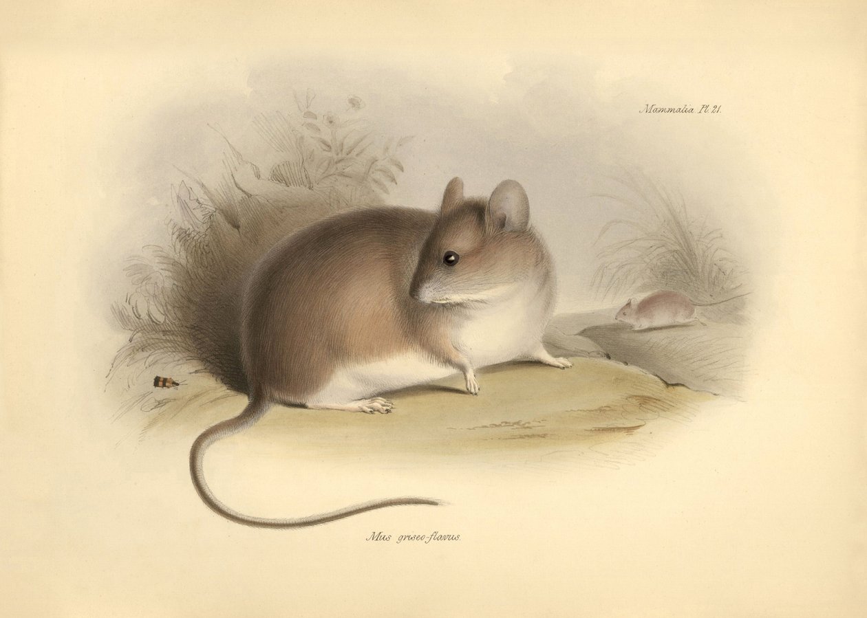Zoologie : le « Mus griseoflavus » ou souris des feuilles décrit par Charles Darwin lors de son voyage d