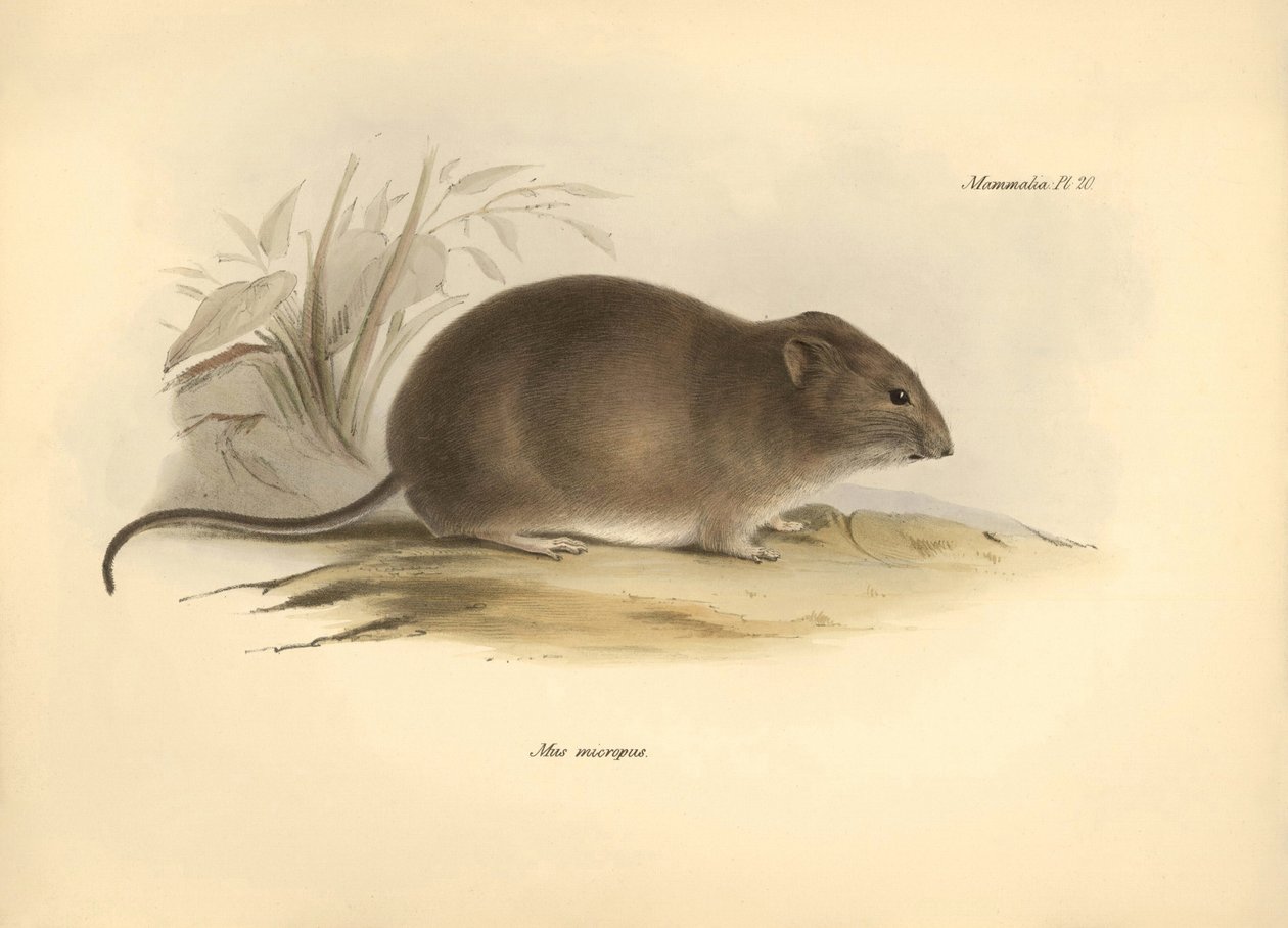 Zoologie : la « Mus micropus » ou grande souris à oreilles décrite par Charles Darwin lors de son voyage d