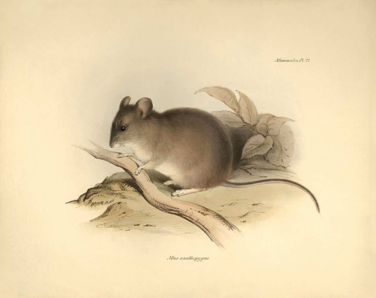 Zoologie : Le « Mus xanthopygus » ou souris xanthopygus décrit par Charles Darwin lors de son voyage d