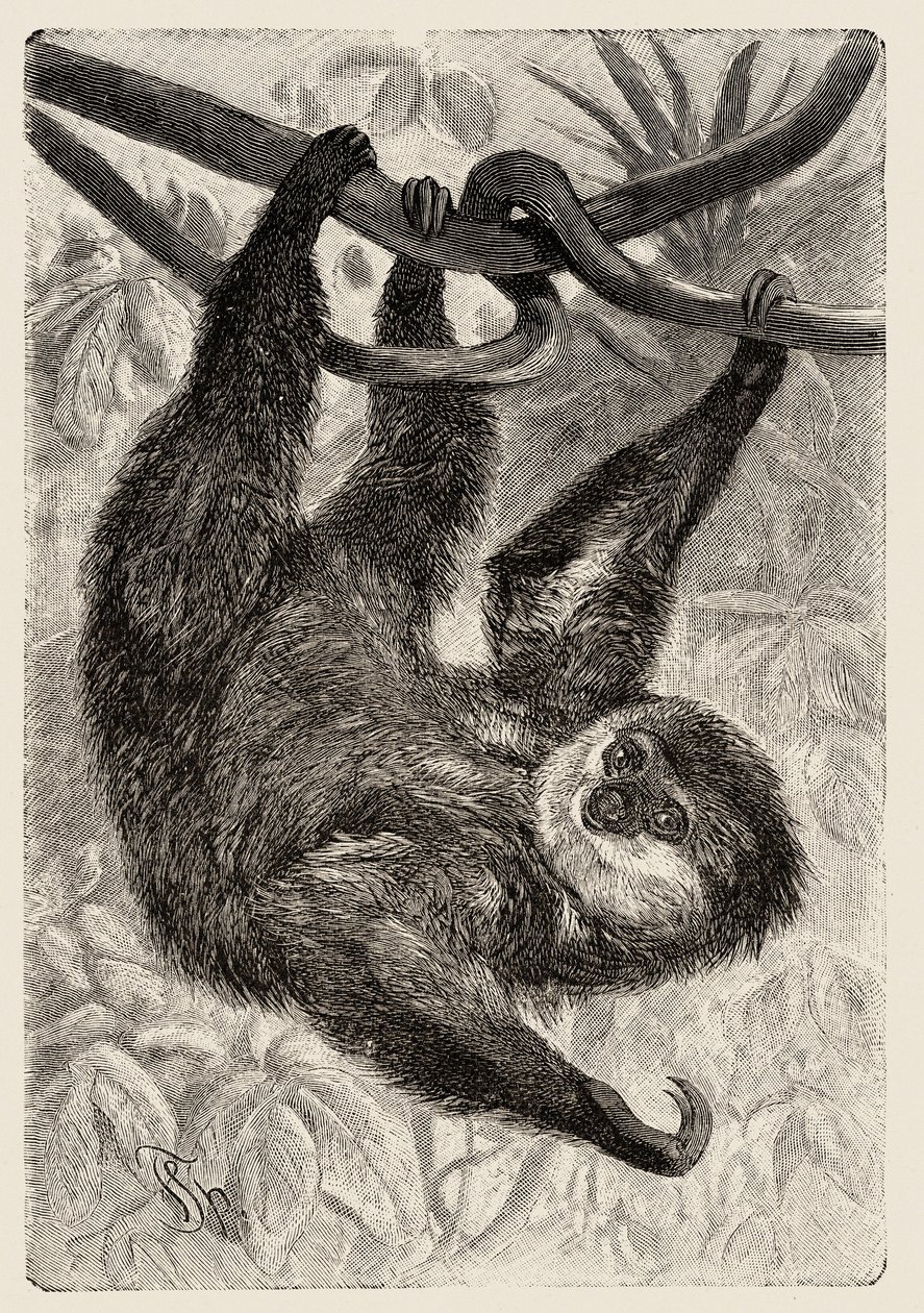 Zoologie : unau ou paresseux décrit et illustré par Carlo Vogt et Federico Specht dans « Histoire Naturelle Illustrée : Mammifères » 1884 - Unbekannter Künstler