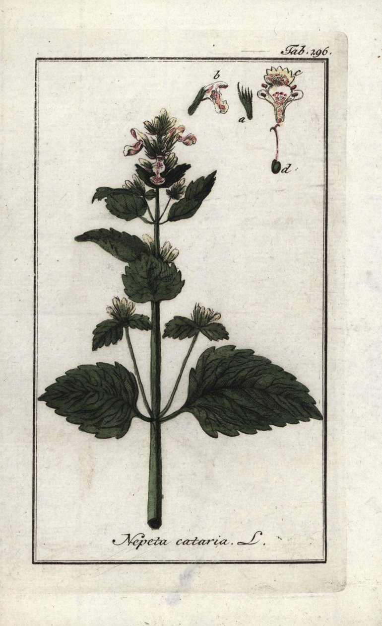 Cataire ou herbe à chat (Nepeta cataria) - Unbekannter Künstler
