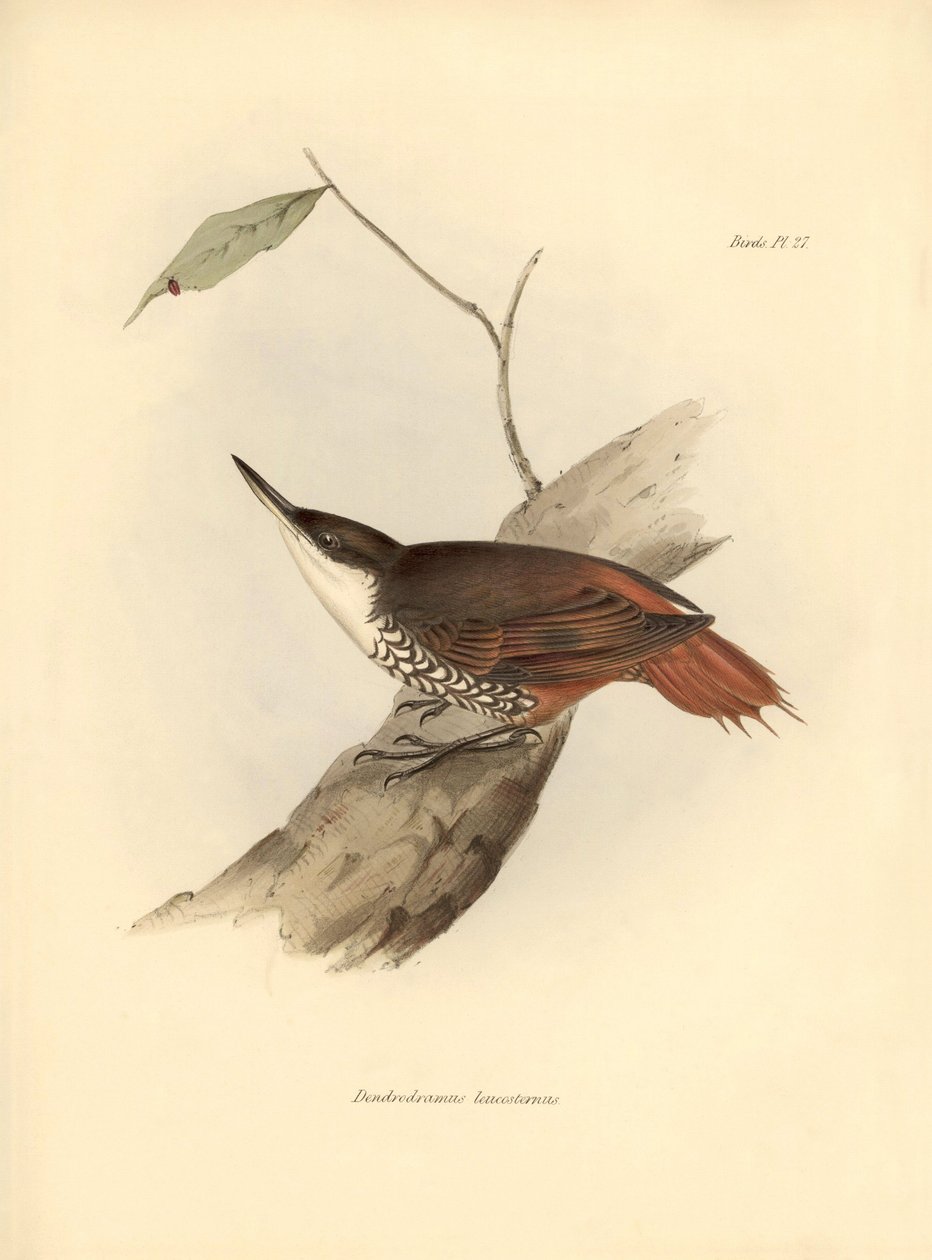 Ornithologie : "Dendrodamus leucosternus" oiseau d