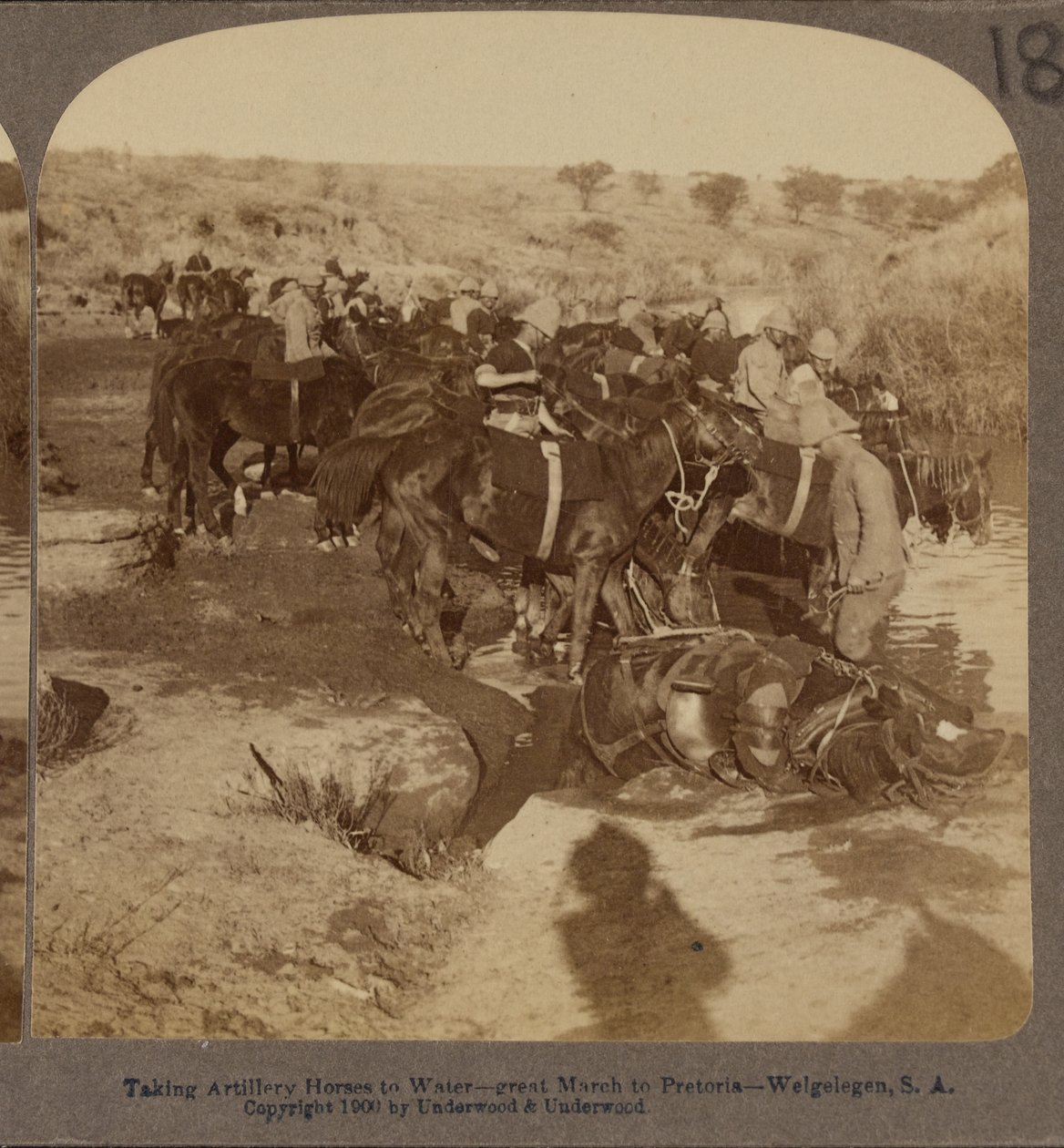 Abreuvement des chevaux d