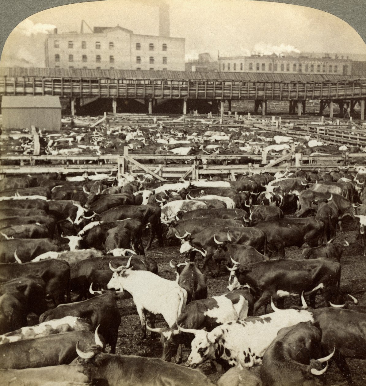 Bétail, Great Union Stock Yards, Chicago, Illinois, USA - Underwood and Underwood