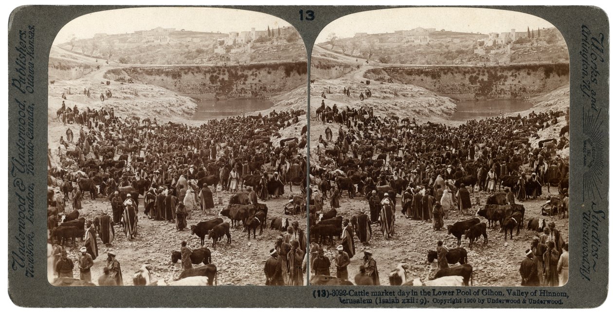 Jour de marché aux bestiaux, dans le bassin inférieur de Gihon, Vallée de Hinnom, Jérusalem, Palestine, 1900 - Underwood and Underwood
