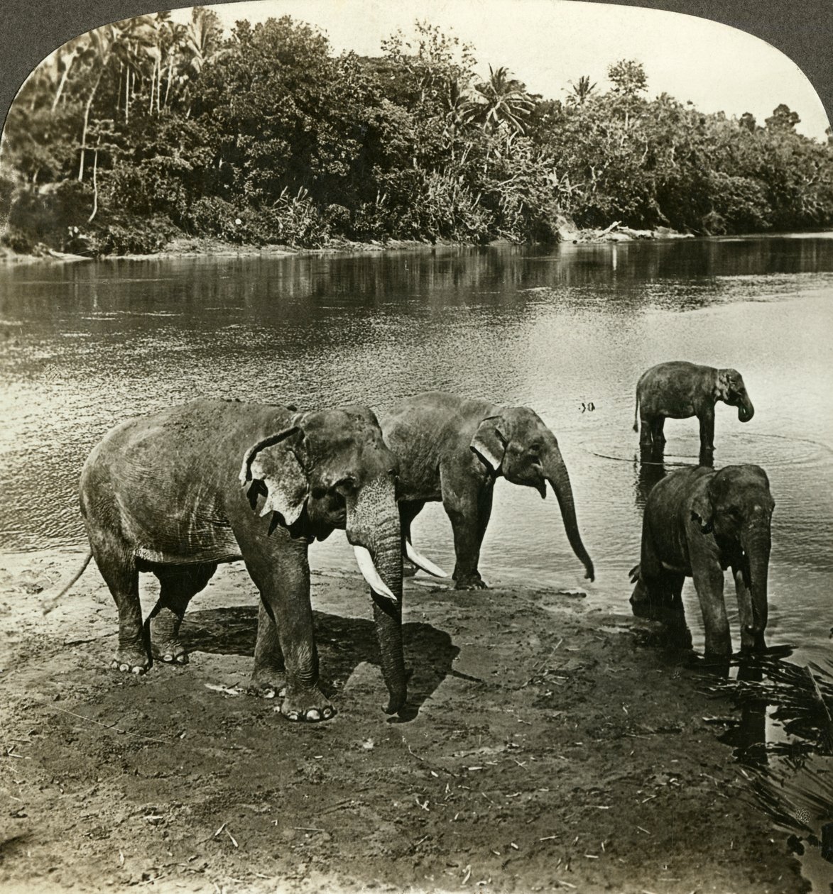 Éléphants, Sri Lanka Ceylan - Underwood and Underwood