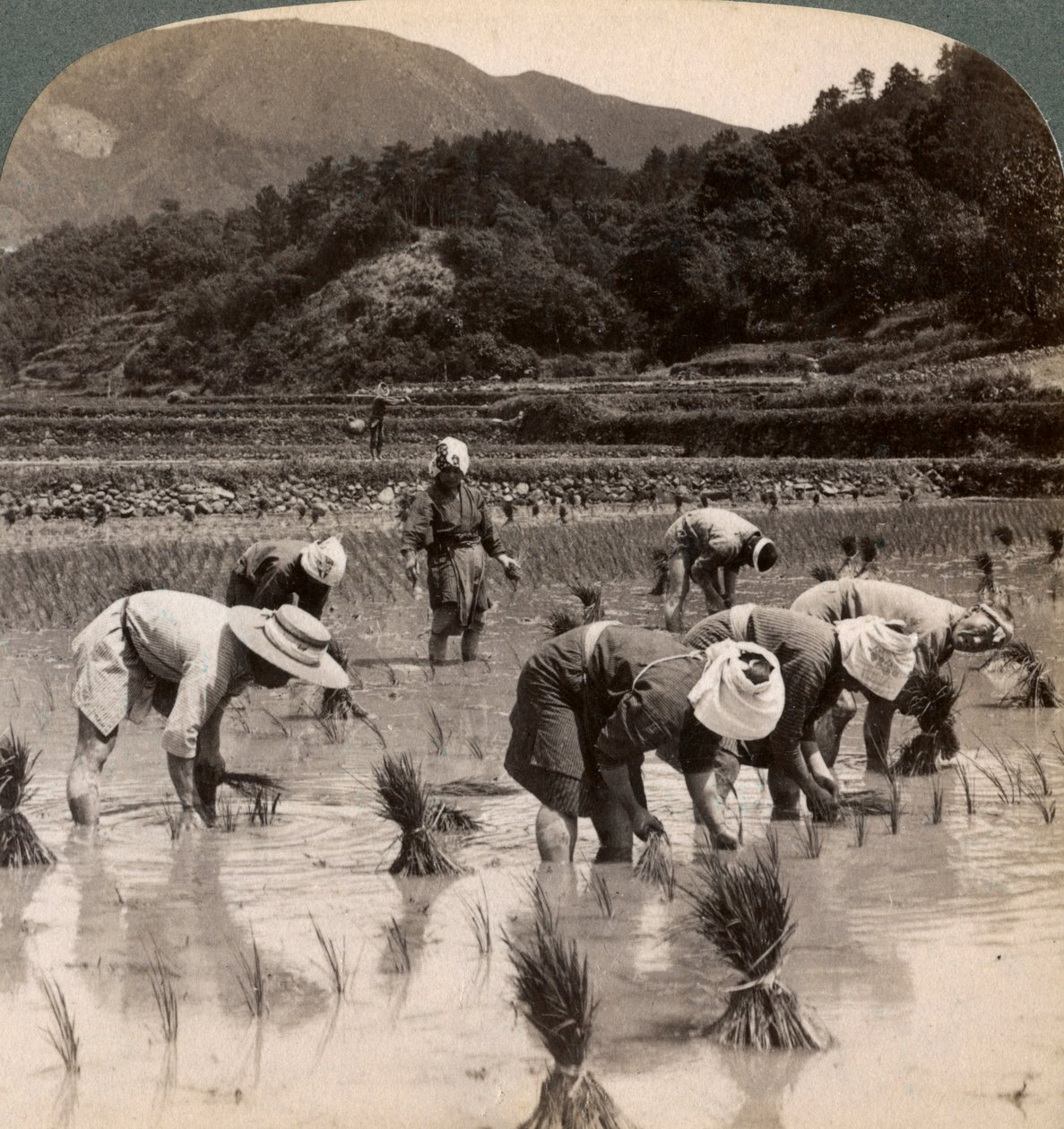 Travailleurs agricoles transplantant des pousses de riz près de Kyoto, Japon, 1904 - Underwood and Underwood